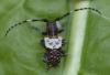 Pogonocherus hispidulus